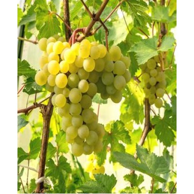 Виноград "ФрумосоАлбе": цена и описание сорта